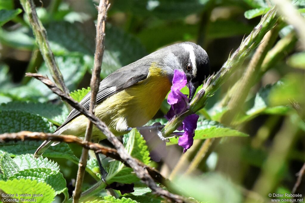 Bananaquit