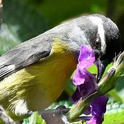 Bananaquit