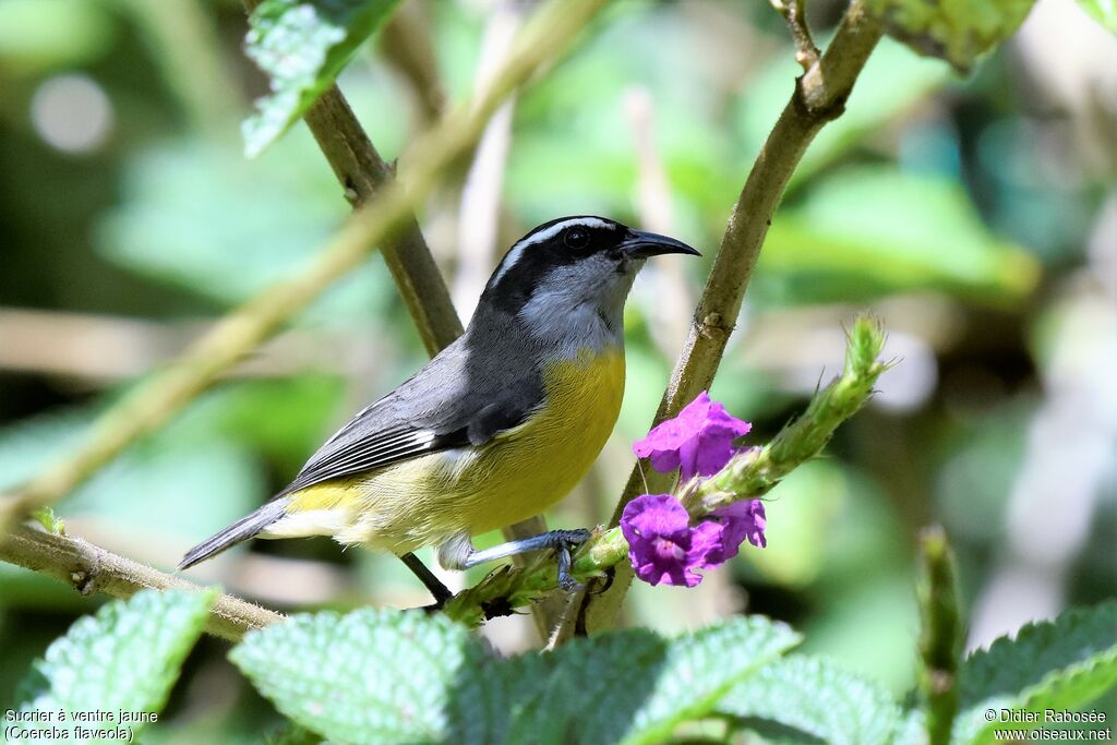 Sucrier à ventre jaune