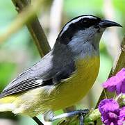 Bananaquit