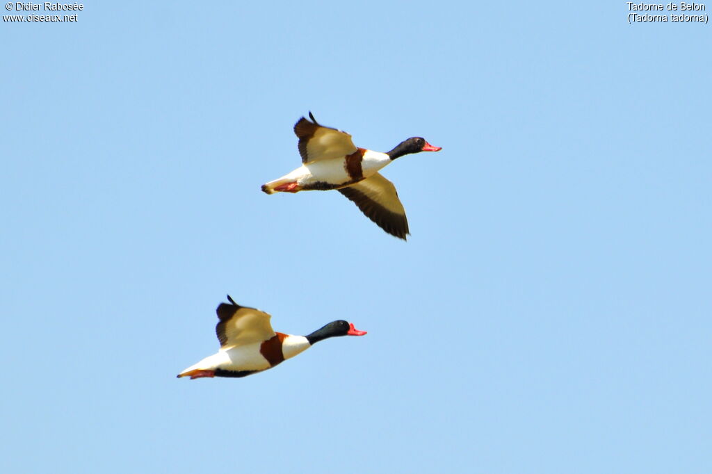 Common Shelduck , Flight