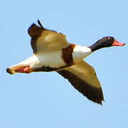 Common Shelduck