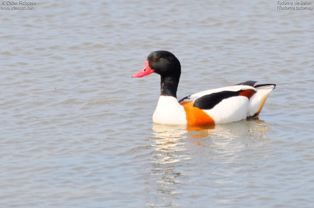 Common Shelduck female