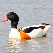 Common Shelduck