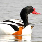 Common Shelduck