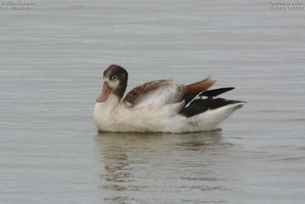 Common Shelduckjuvenile