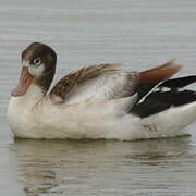 Common Shelduck