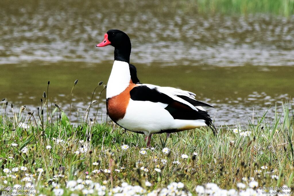 Common Shelduck