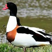 Common Shelduck