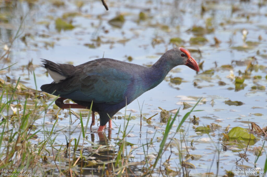 Grey-headed Swamphen