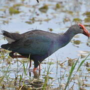 Grey-headed Swamphen