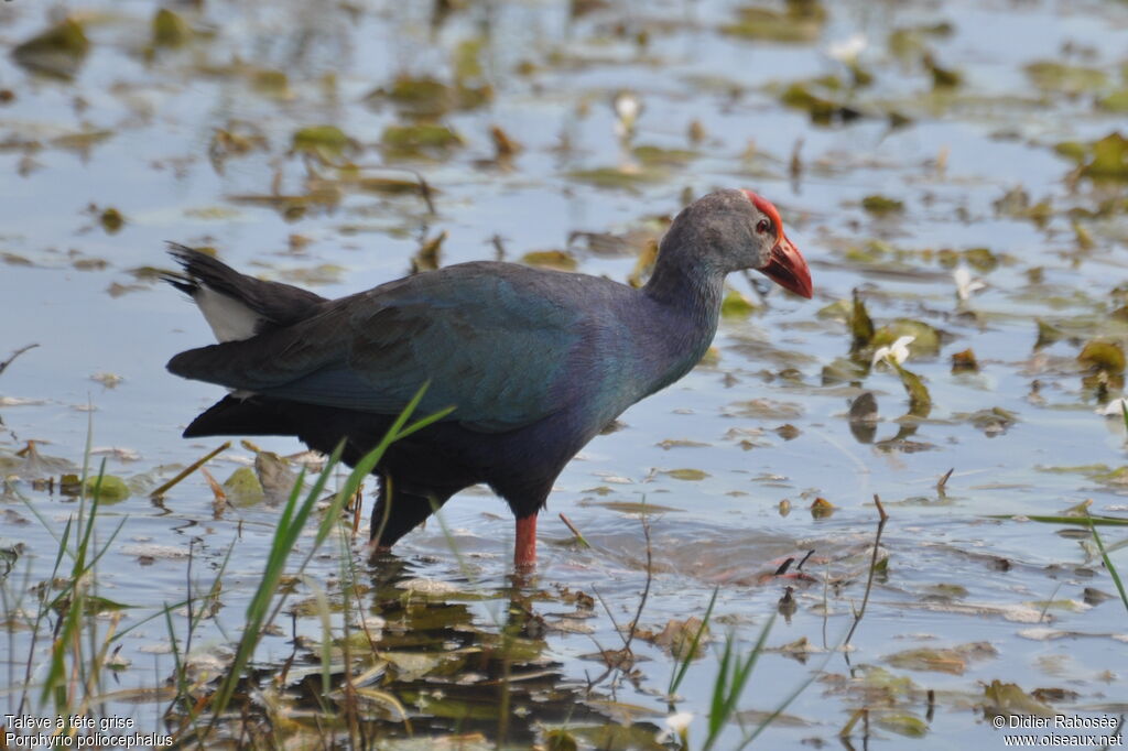 Grey-headed Swamphen