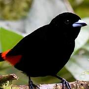 Scarlet-rumped Tanager