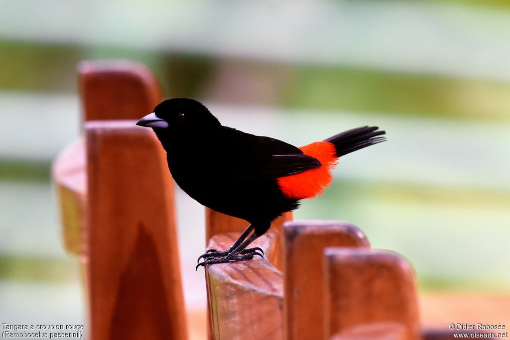 Scarlet-rumped Tanager male adult