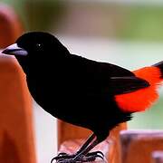 Scarlet-rumped Tanager