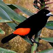 Scarlet-rumped Tanager