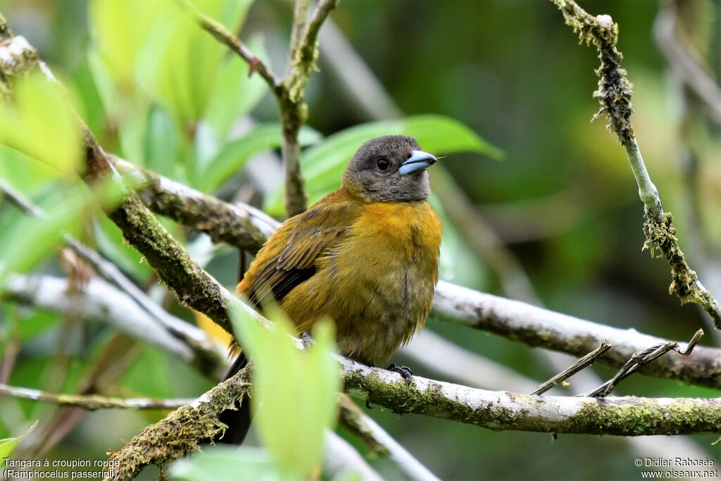 Scarlet-rumped Tanager female adult