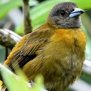 Scarlet-rumped Tanager