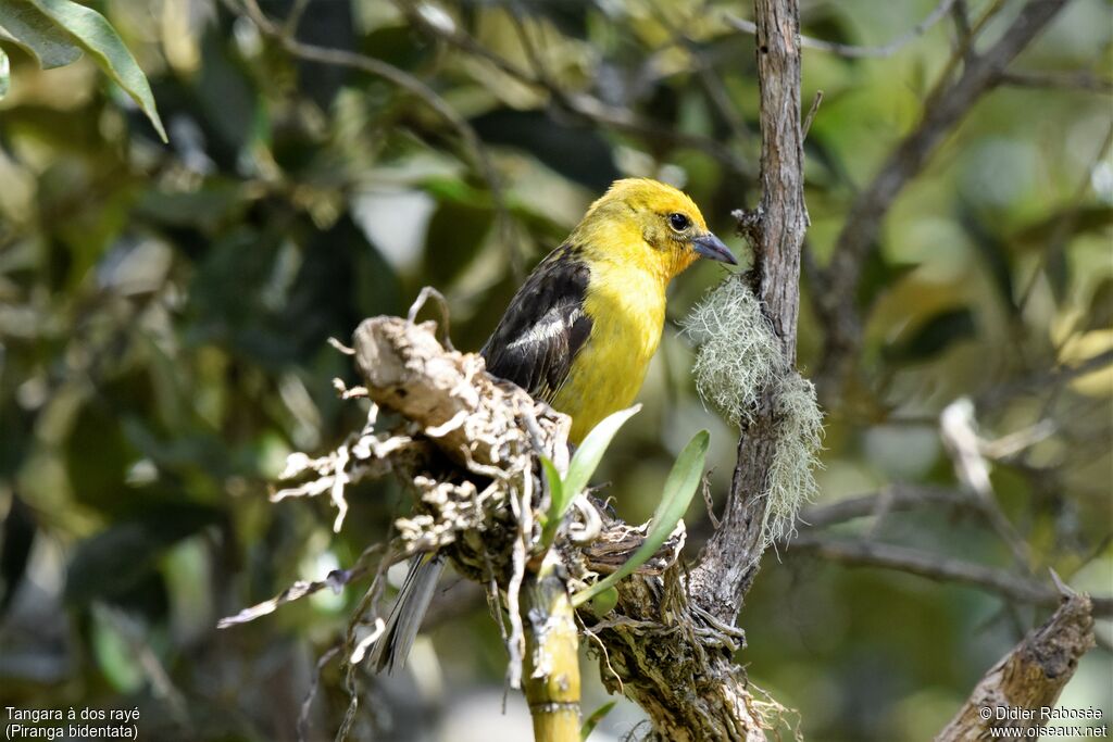 Flame-colored Tanager female