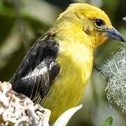 Flame-colored Tanager