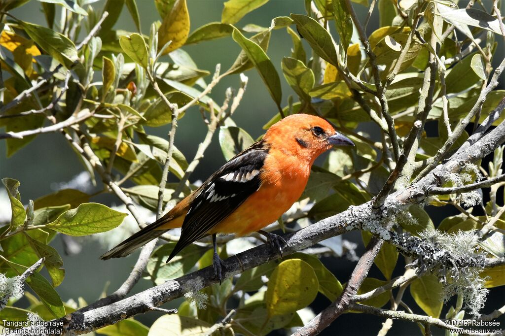 Flame-colored Tanager male