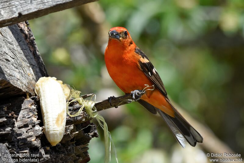 Flame-colored Tanager male, eats