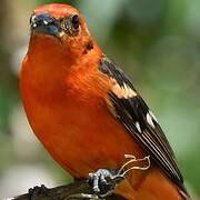 Flame-colored Tanager