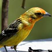 Flame-colored Tanager