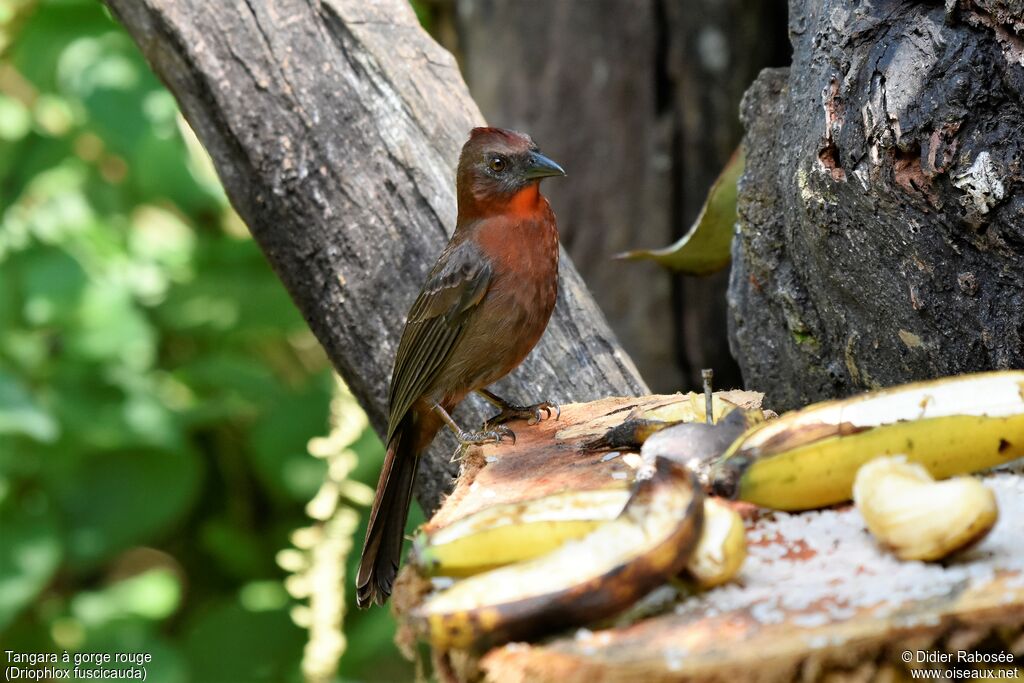 Red-throated Ant Tanager