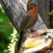 Red-throated Ant Tanager