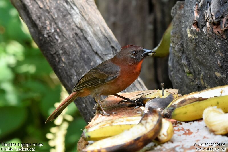 Red-throated Ant Tanager, eats
