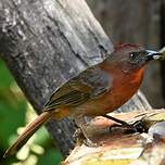 Tangara à gorge rouge