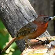 Red-throated Ant Tanager