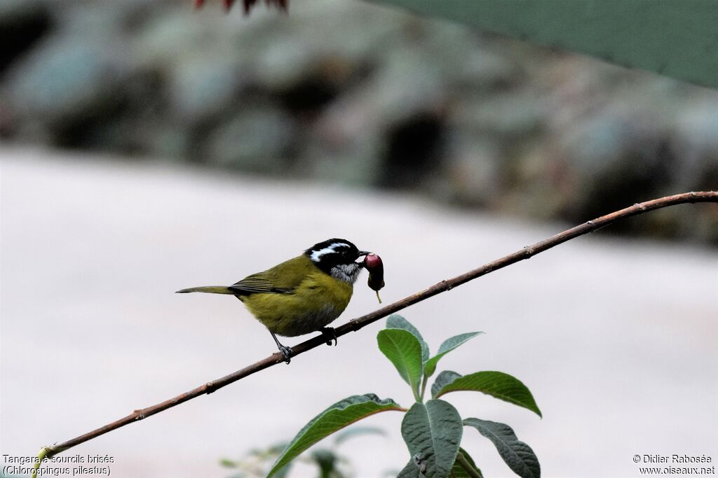 Sooty-capped Bush Tanageradult, eats