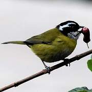 Sooty-capped Bush Tanager