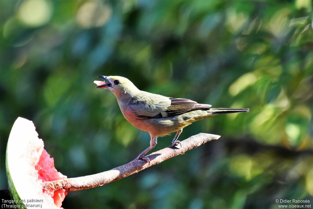 Palm Tanager, eats