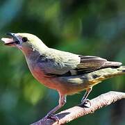 Palm Tanager