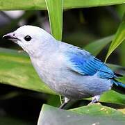 Blue-grey Tanager