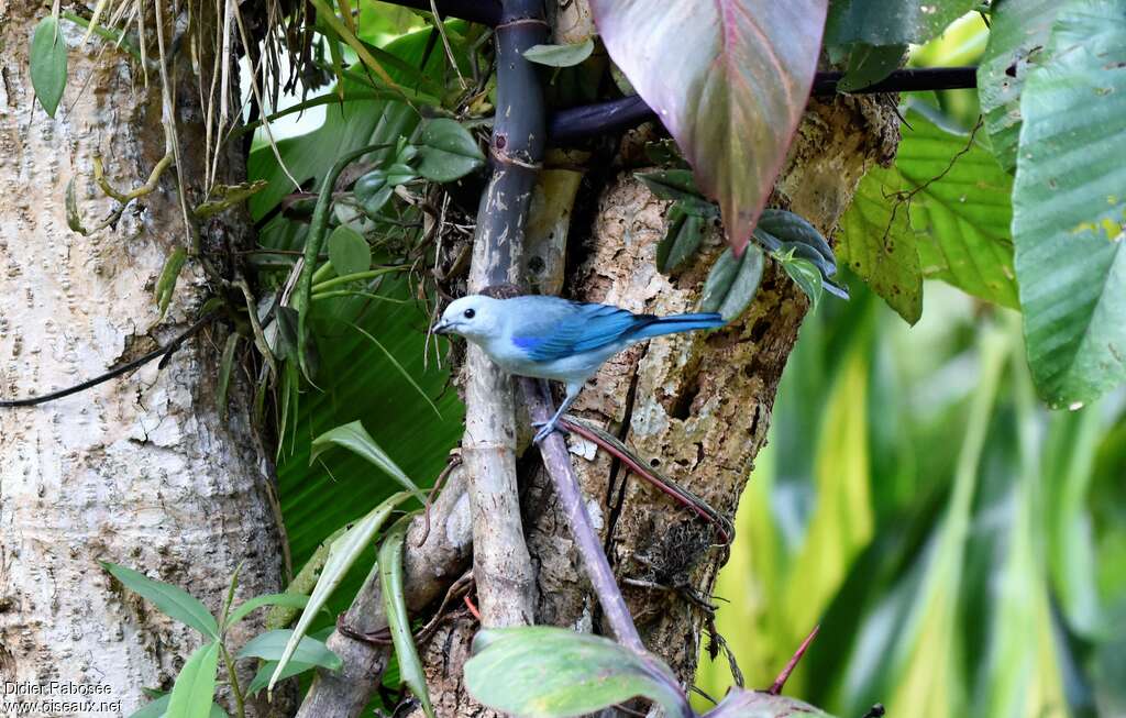 Blue-grey Tanageradult, habitat, pigmentation