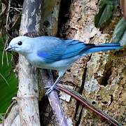 Blue-grey Tanager