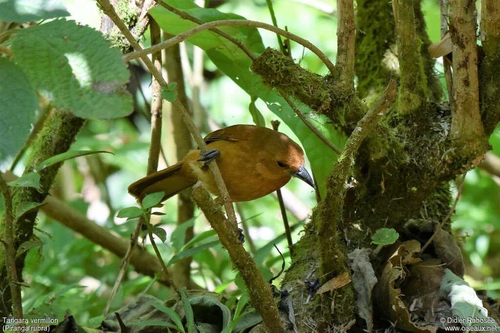 Summer Tanager female