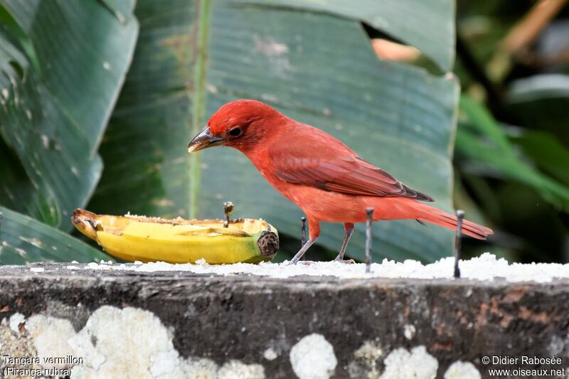 Summer Tanager male, eats