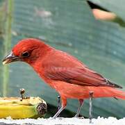 Summer Tanager