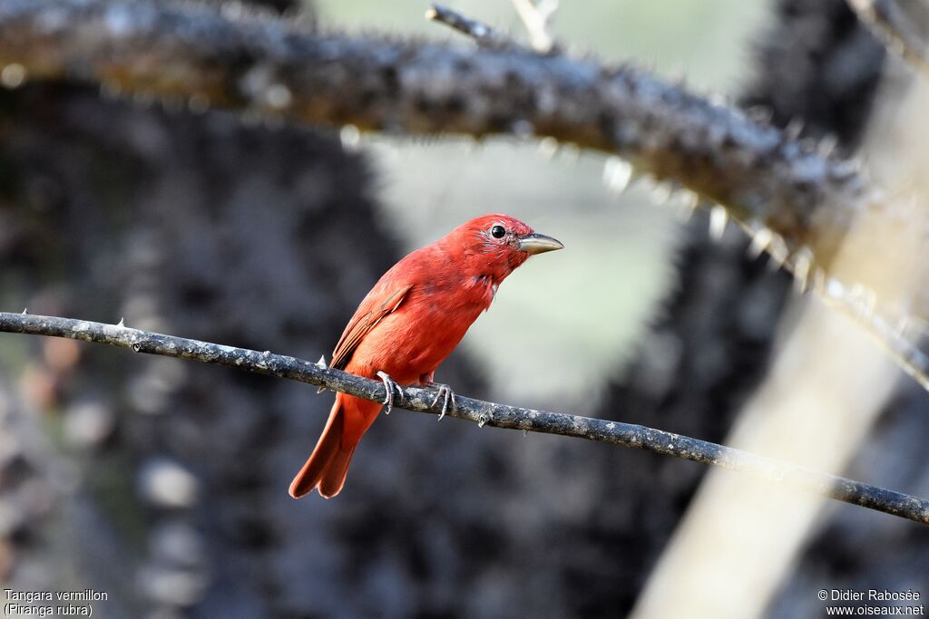 Summer Tanager male