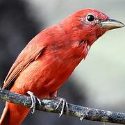 Summer Tanager