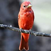 Summer Tanager