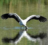 Wood Stork