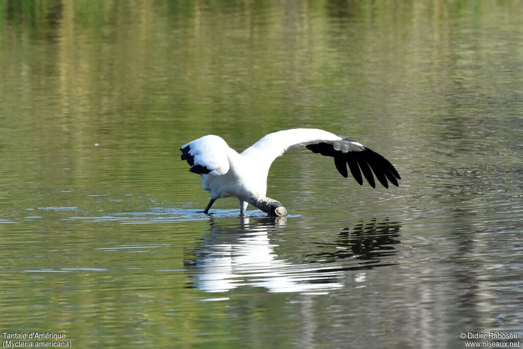 Wood Storkadult, fishing/hunting