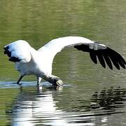 Wood Stork