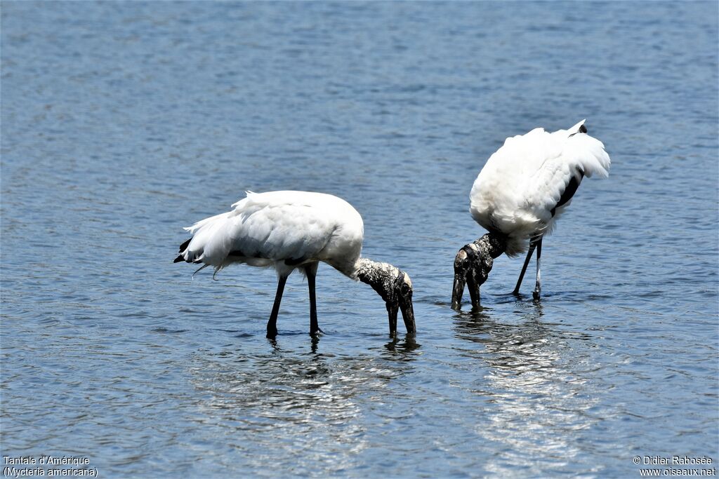 Wood Storkadult, fishing/hunting